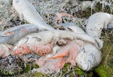 865 million farmed salmon died in mass die-offs in last decade