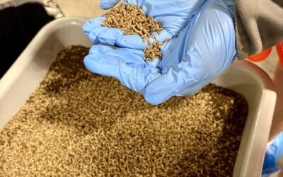 It is not just the fish you chose to eat that matters, but what that fish eats, too:  Pressure increases on the aquaculture industry